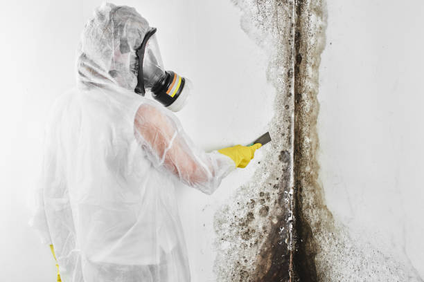 Best Best Mold Removal Companies  in University Center, VA