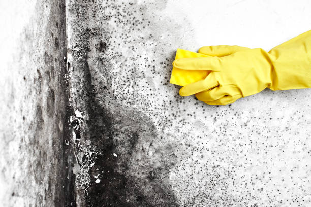 Best Mold Removal Company Near Me  in University Center, VA
