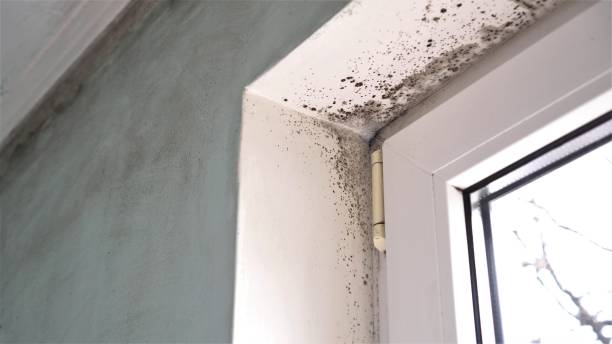 Mold Testing and Removal in University Center, VA