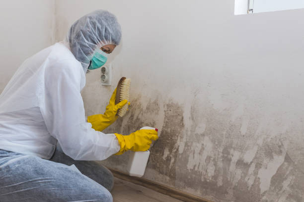 Best Mold Remediation Experts  in University Center, VA