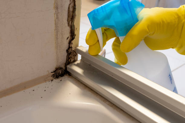 Best Emergency Mold Removal  in University Center, VA