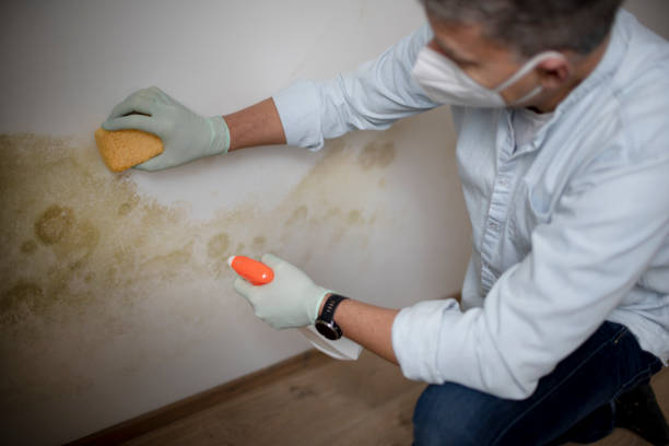 Best Emergency Mold Removal  in University Center, VA