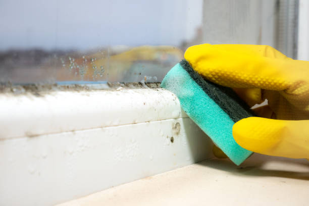 Best Crawl Space Mold Removal  in University Center, VA