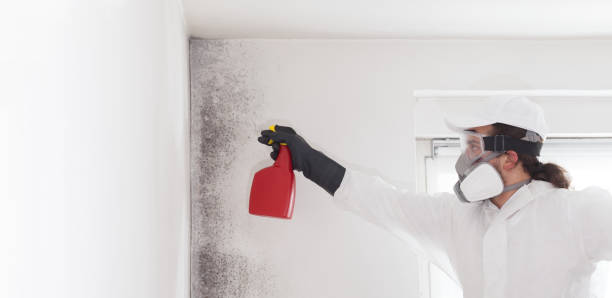 Best Mold Removal Process  in University Center, VA