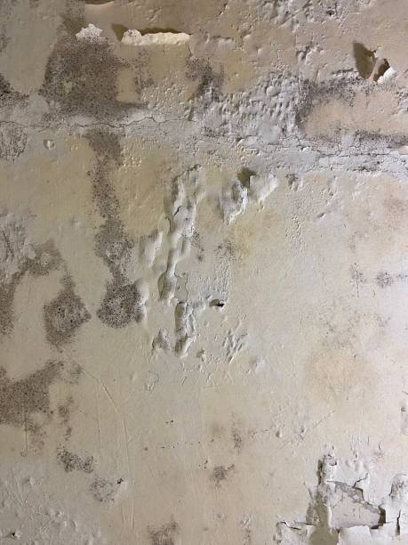 Best Mold Removal and Inspection  in University Center, VA