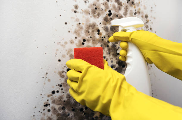 Professional Mold Removal in University Center, VA