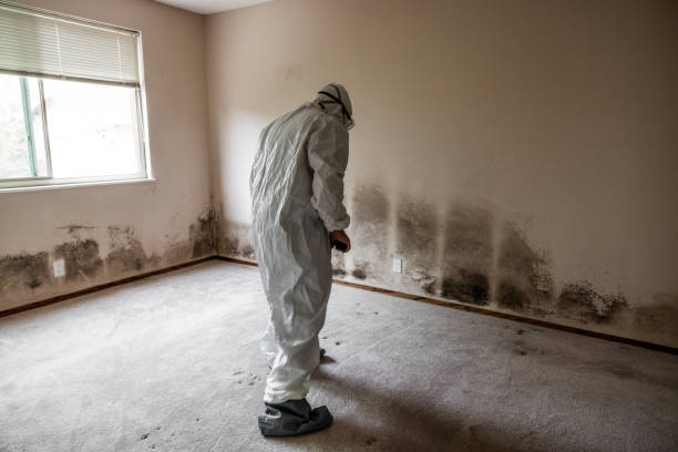 Best Home Mold Removal  in University Center, VA