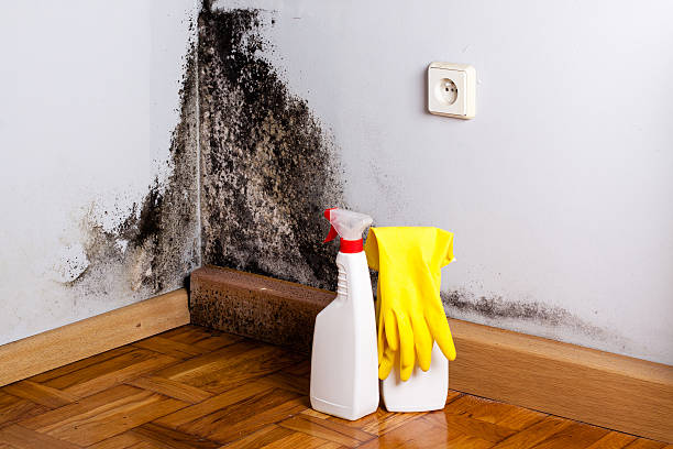 Best Affordable Mold Removal  in University Center, VA