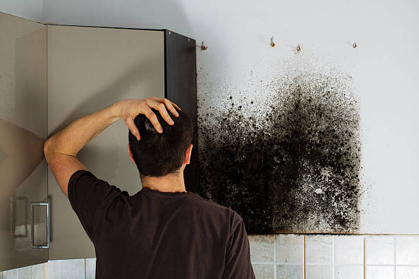 Best Certified Mold Removal  in University Center, VA