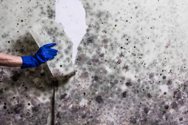Trusted University Center, VA Mold Removal Experts