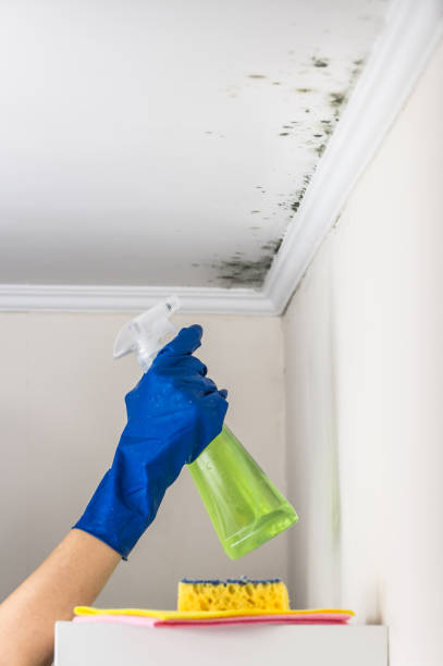 Best Residential Mold Removal  in University Center, VA